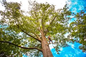 Reliable New Wilmington, PA Tree Services Solutions